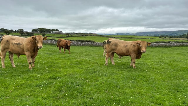 ABP Monitor Farms: Strong growth on Sligo suckler farm