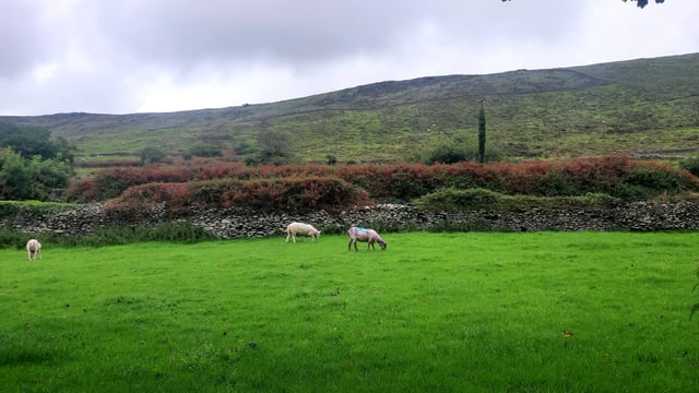 1,222 farmers waiting on 2024 ACRES advance payments - DAFM