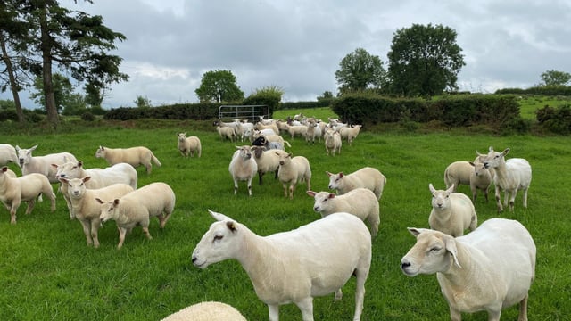 Sheep trade: Factory prices hold firm again this week