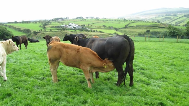 ICBF announces major changes to dairy and beef evaluations