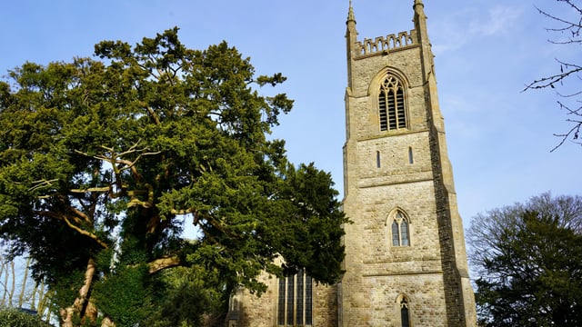 DAFM warns of livestock poisoning from yew trees