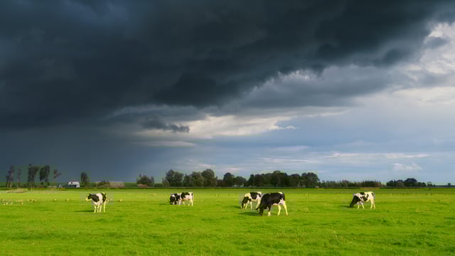 TB: Failed roadmaps, new action plan and farmers in despair - what's next?