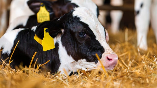 Farmers need 'clarity' from minister on new derogation assessments - Sinn Féin