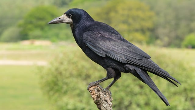 Judge tells court that 'rooks can drive people mad'