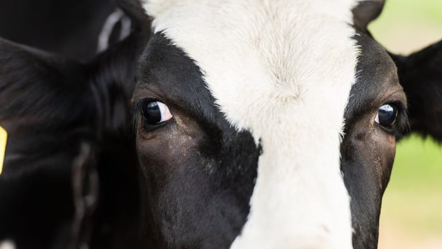 Can cattle with TB lesions still enter the food chain?