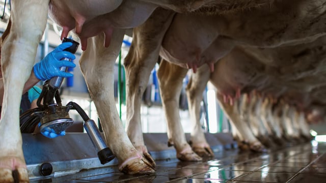Co-op: 'Confusion' among farmers over VAT refunds for dairy farm projects