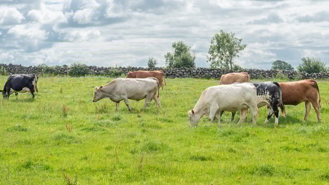 95% of all ACRES participants now fully paid - DAFM