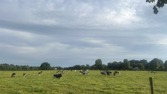 Grass: Rain welcomed by many while others deal with surplus