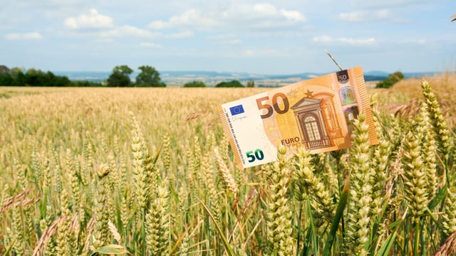 Average tillage farm income in 2025 to be below €45,000 - report