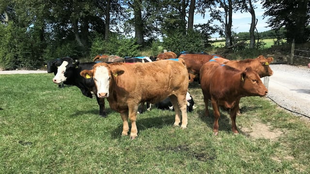 Is there a case for breeding store heifers this year?