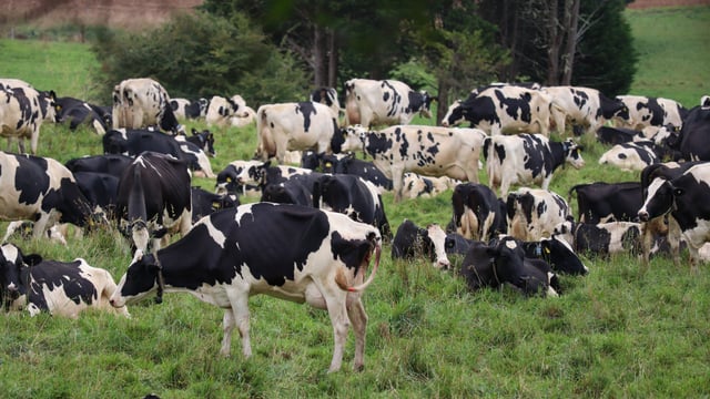 Nitrates derogation to be tied to 'compliance' with Habitats Directive - DAFM