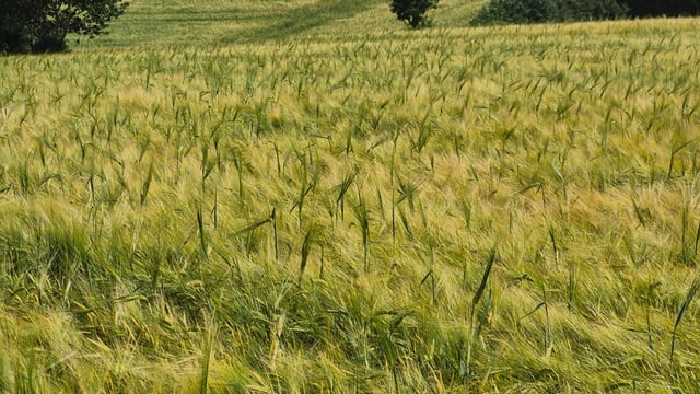 Concern over possible contamination issue in malting barley