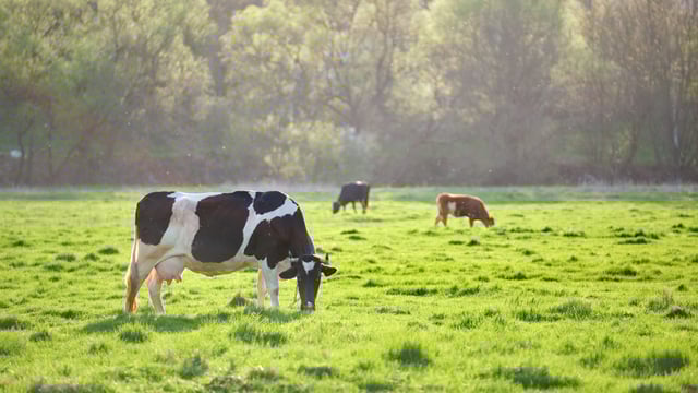 Watch: 'Always a link between profit and pasture utilisation' - Patton