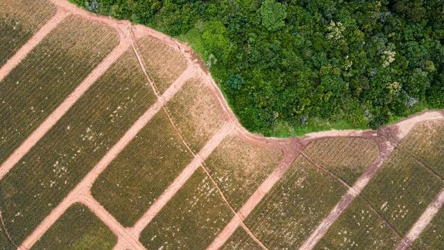 Study: Impact of deforestation for farming worse than thought