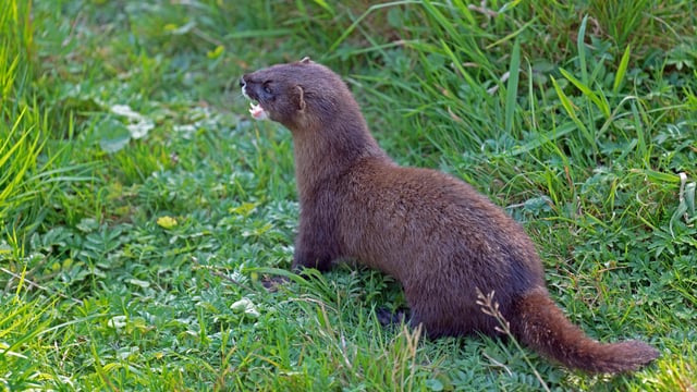 EU adds American mink to list of invasive species