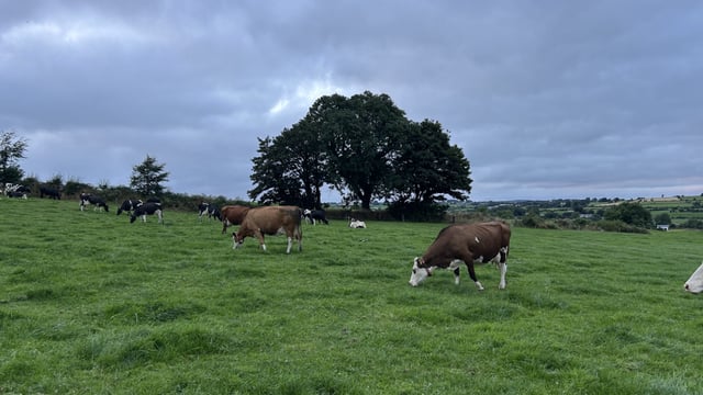 Three-way cross-breeding, robots &amp; using Waters of LIFE funding in Cork