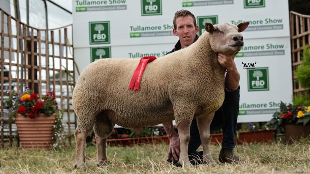 ICM to sponsor 3 sheep classes at Tullamore Show