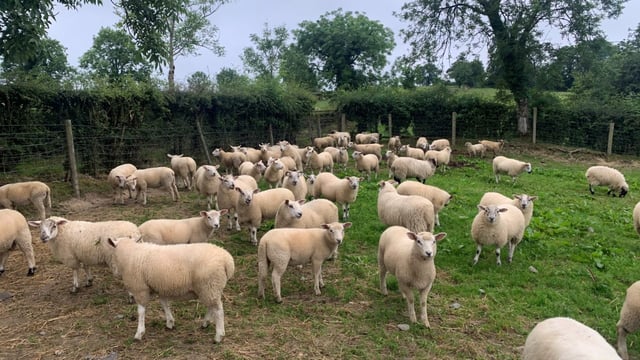 Sheep trade: Prices cut but lamb weight limits lifted