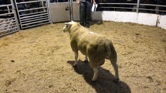 Interpreting the €uro-Star Indexes when buying a ram