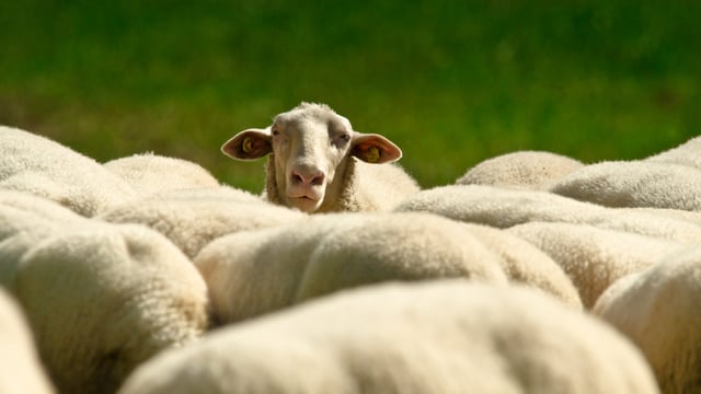 UK police appeal for information after sheep attacked with crossbow