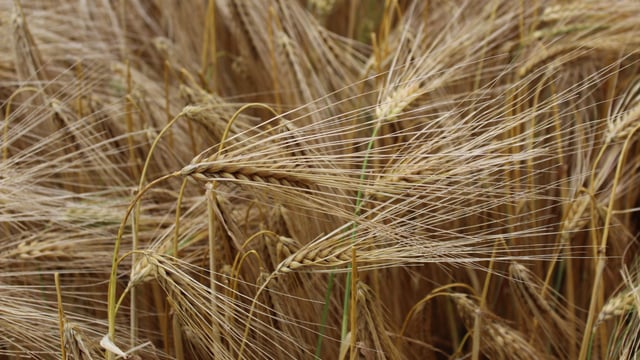 Winter barley harvest in closing stages across UK
