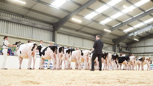 Carlow/Kilkenny handler takes IHFA YMA title at Cillin Hill Mart