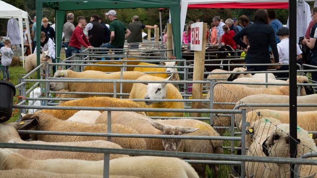 83rd Royal Meath Show taking moves to protect historic location