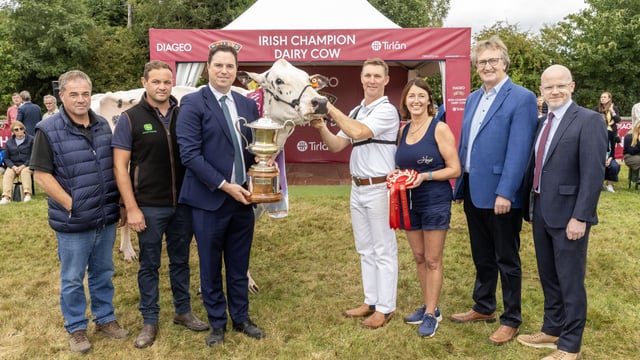 Annaghmore Fitz Atlee EX96 is the 2025 Baileys Champion Cow