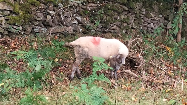 Farmer appeal after 15 sheep go missing in Co. Kilkenny
