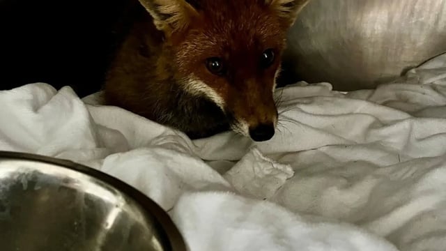 Three foxes rescued from slurry pit in Co. Cork