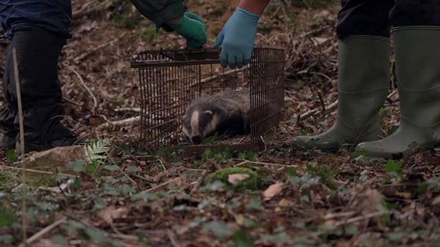 Farmers to lead new UK project on TB vaccination for badgers