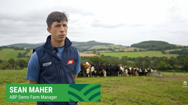 Watch: ABP Demo Farm manager talks all things dairy calf-to-beef