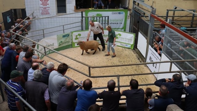 Over 650 rams on offer at Ireland's largest multi-breed sheep sale