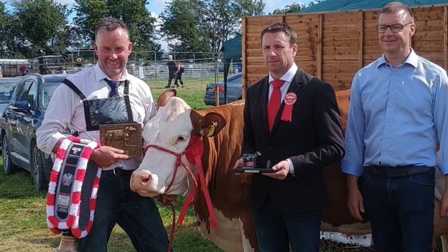 First ever showing of Fleckvieh breed class at Tullamore Show
