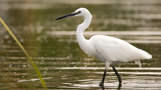 BirdWatch Ireland to host walk at East Coast Nature Reserve