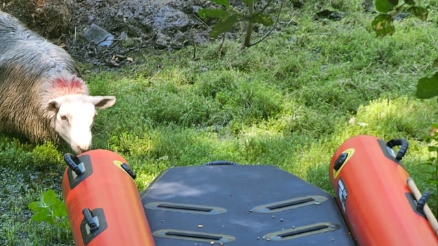 Video: Welsh fire crews rescue sheep stranded for a week on island