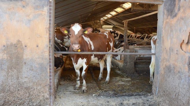Australia develops world-first biodegradable vaccine for FMD