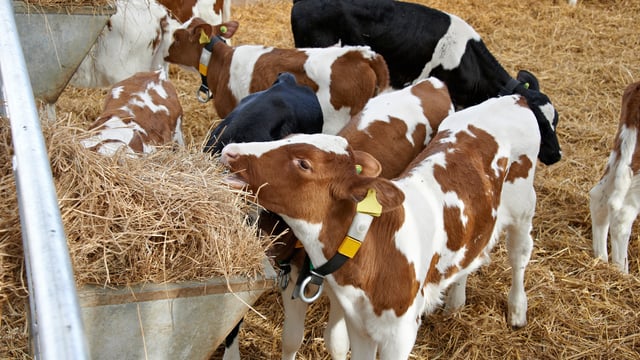 Agriland launches series on 'Feeding Success' with Volac Milk Replacers Ireland