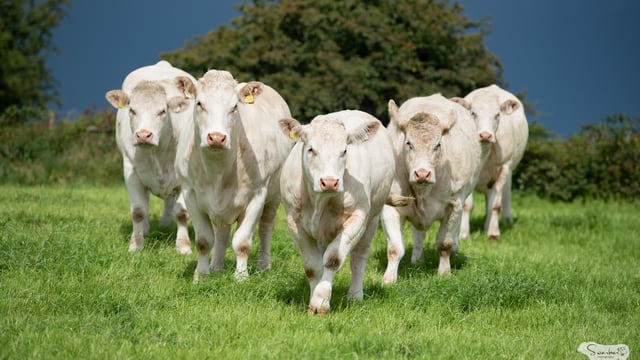 AJ's Herd Sale &amp; Open Day to showcase Charolais genetics in Roscommon