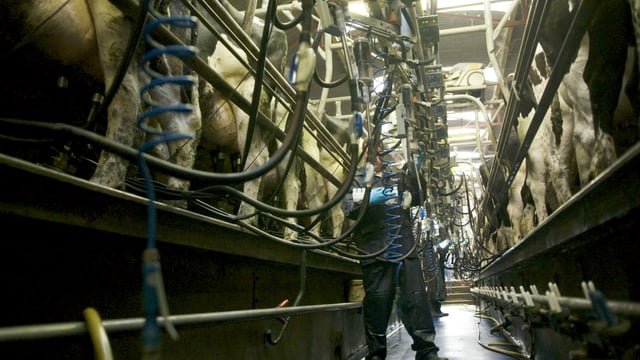 Accurate and stress-free pregnancy diagnosis in dairy cows