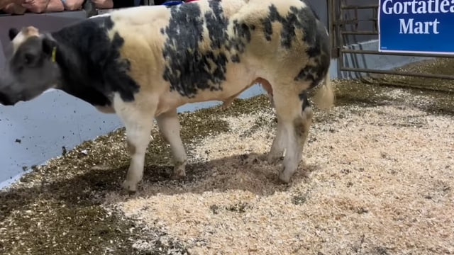 Weanling bull prices reach €10.49/kg at Gortatlea Mart