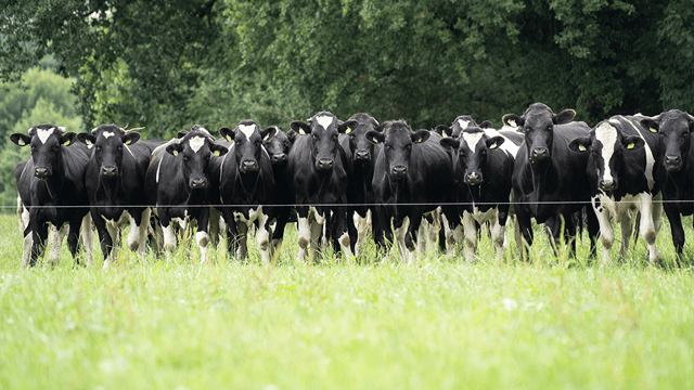Visit an impressive calf-to-beef farm in action on Co. Kilkenny farm walk