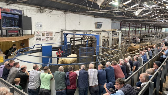 Mart report: Bulls hit over €2,000 with their weight at Carnaross