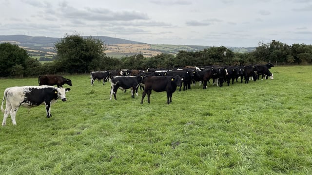 How does the ABP young farmer 'stock purchase support' work?