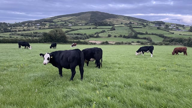 Beef trade: Where to now for beef prices and the autumn cattle trade?