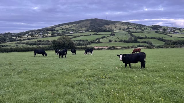 Factory quotes: Beef trade on steady footing this week
