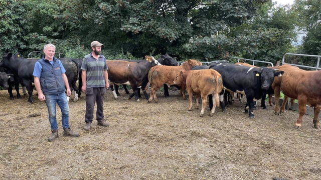 Carnew Mart to host sale of 'E' and 'U' grade-producing heifers