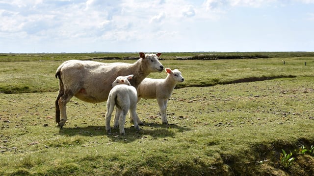German sheep farm constantly under high alert for flood warnings