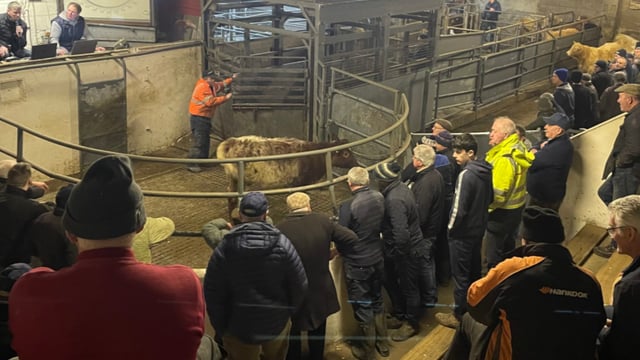 Suckler pairs reach €8,700 at Drumshanbo Mart