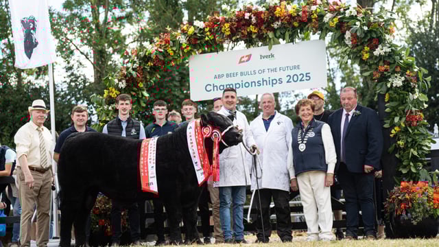 Gallery: ABP Beef Bull of the Future winners at Iverk Show